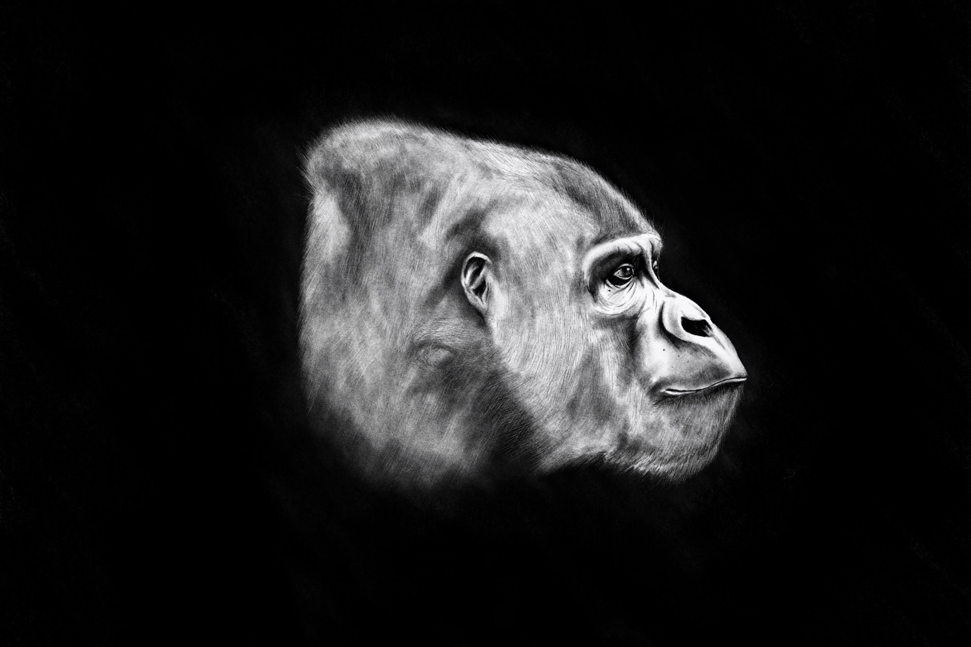 GORILLA2